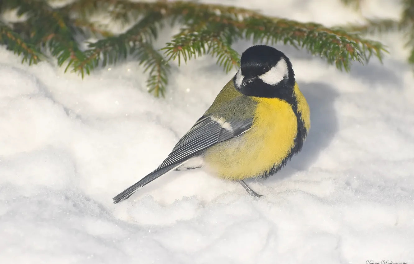 Photo wallpaper winter, nature, bird, tit, photohunt