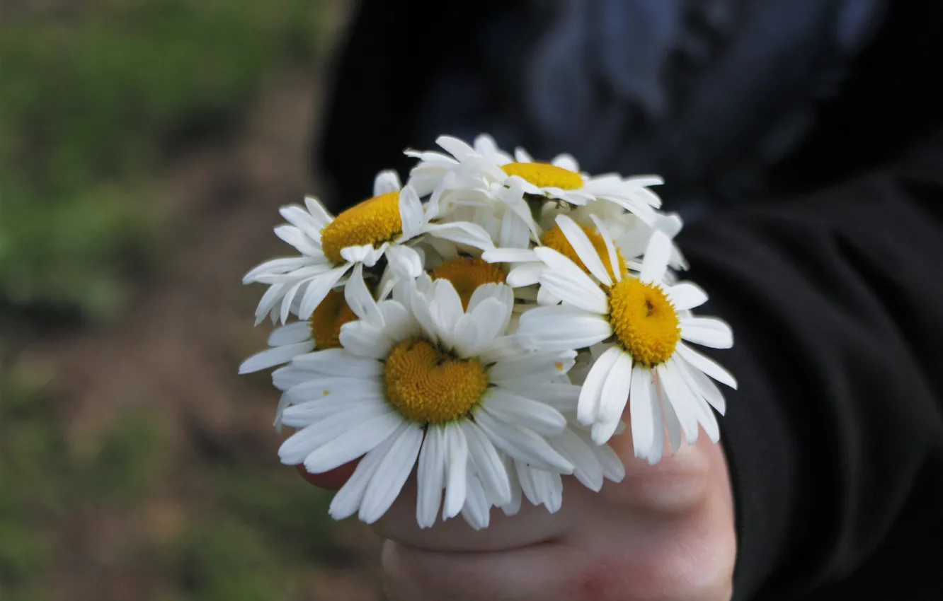Photo wallpaper white, summer, yellow, chamomile