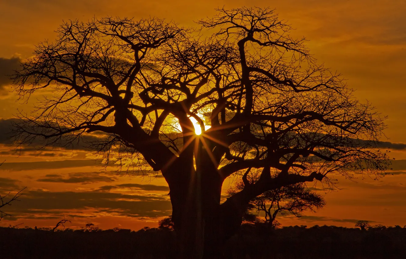 Photo wallpaper trees, sunset, silhouette, Savannah, Africa