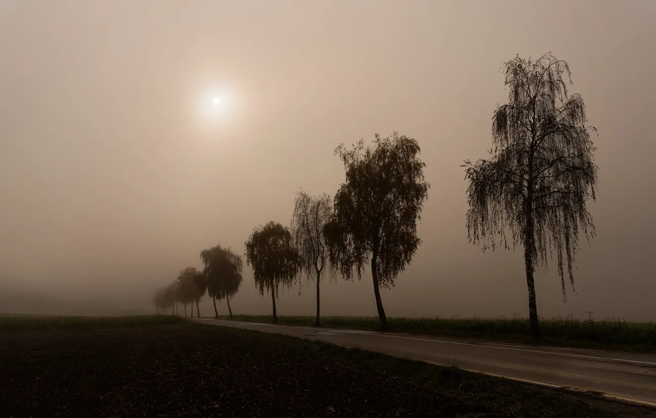 Photo wallpaper road, fog, morning, birch, silhouettes, birch