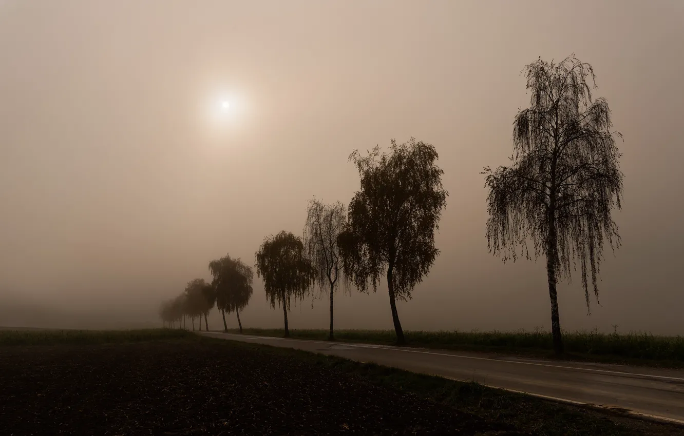 Photo wallpaper road, fog, morning, silhouette, birch