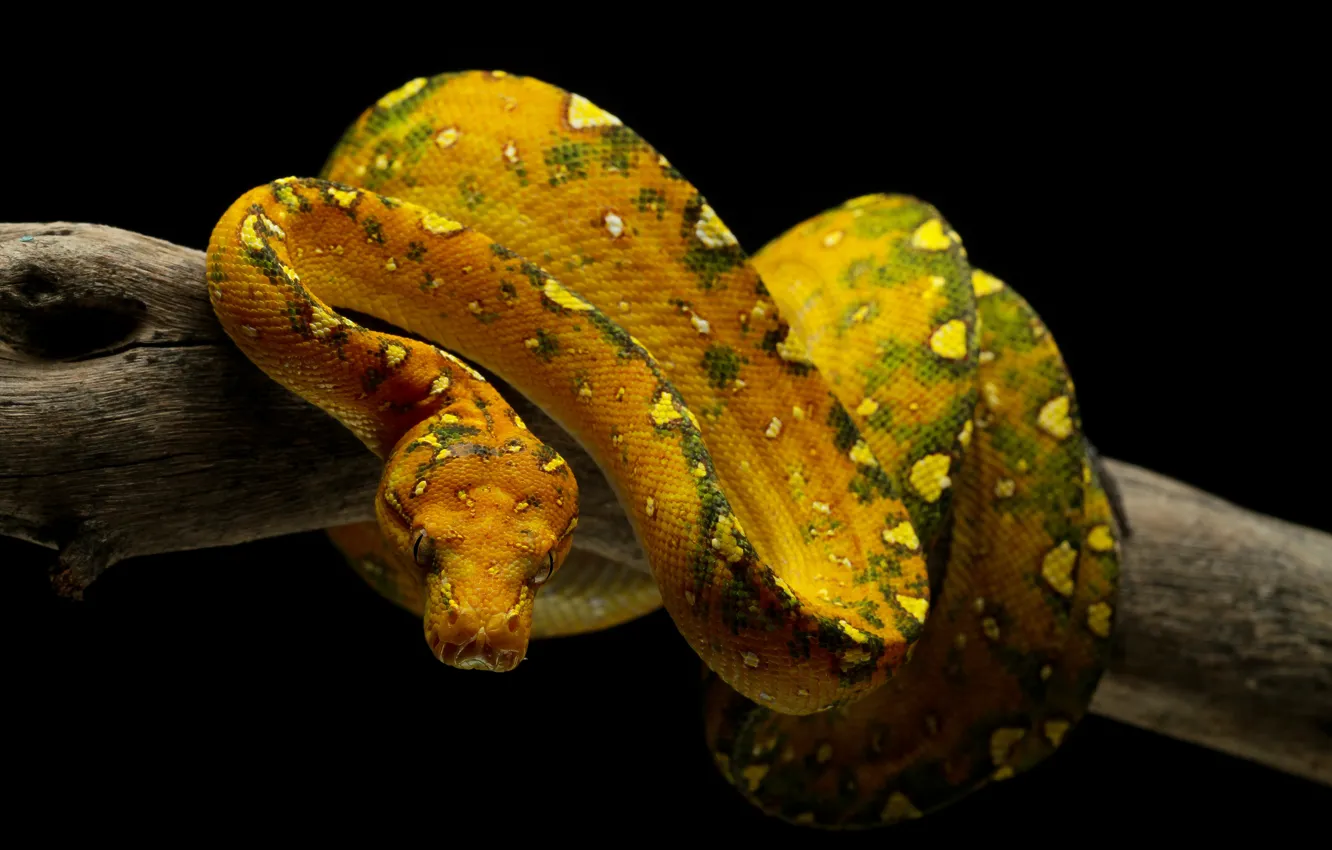 Photo wallpaper branches, yellow, snake, Python