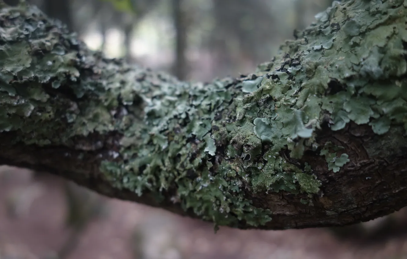 Photo wallpaper moss, bark, wood