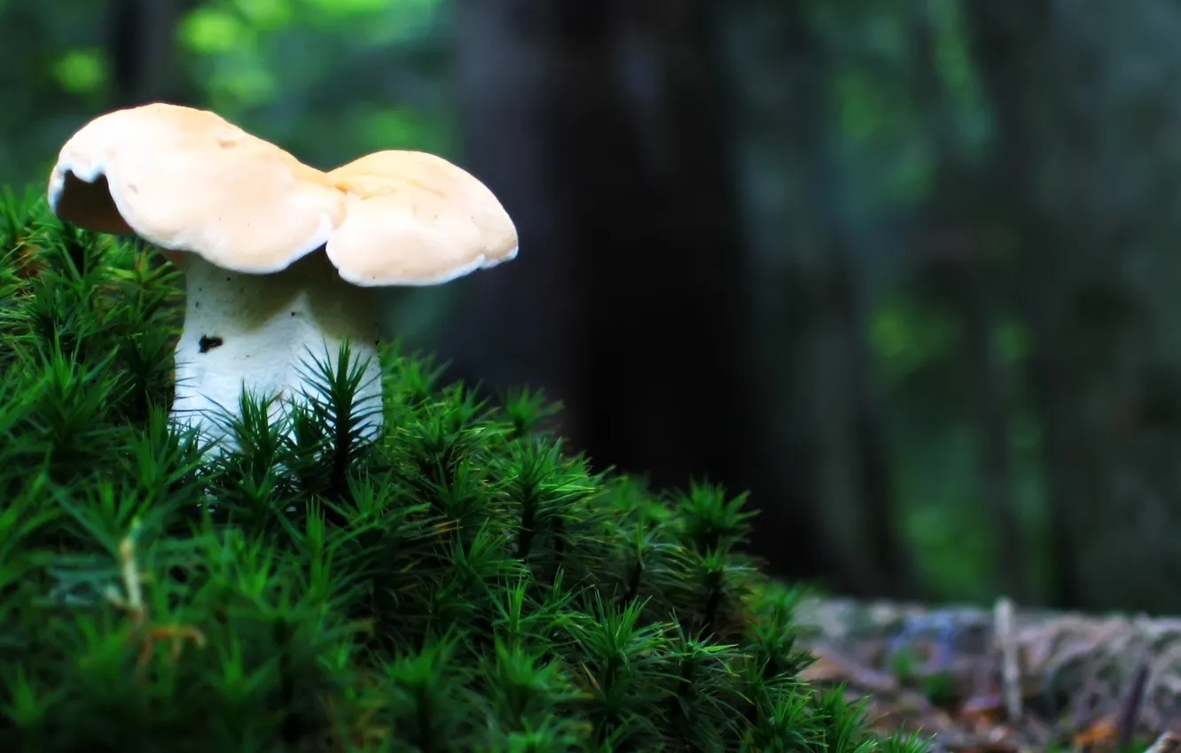 Photo wallpaper forest, grass, freshness, mushrooms, cool