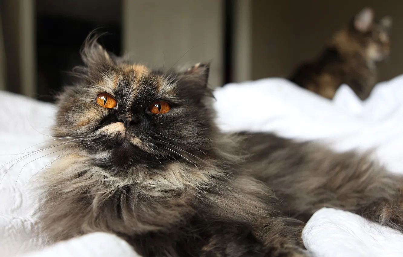Photo wallpaper cat, eyes, fluffy