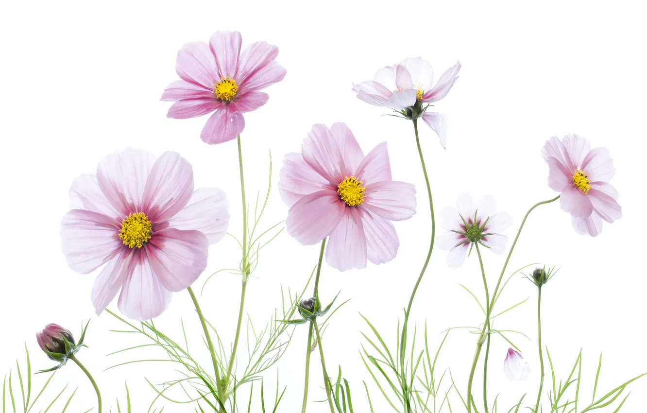 Photo wallpaper paint, plant, petals, kosmeya