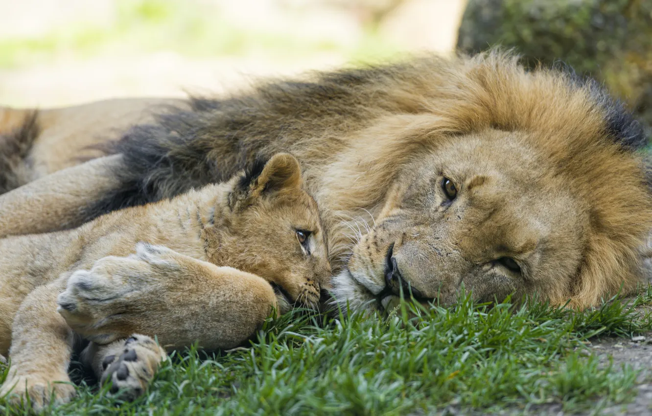 Photo wallpaper cat, grass, stay, Leo, cub, kitty, lion, ©Tambako The Jaguar