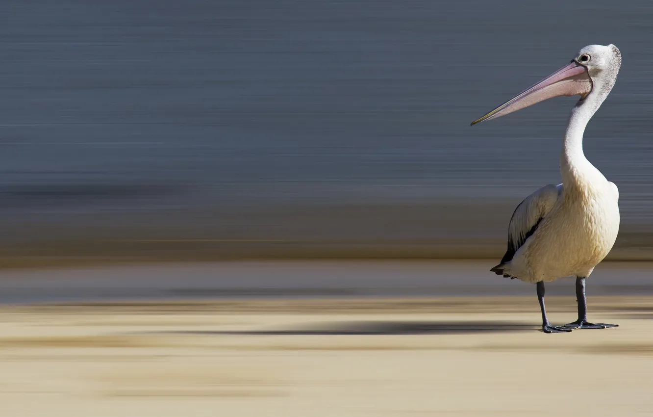 Photo wallpaper bird, australia, Pelican