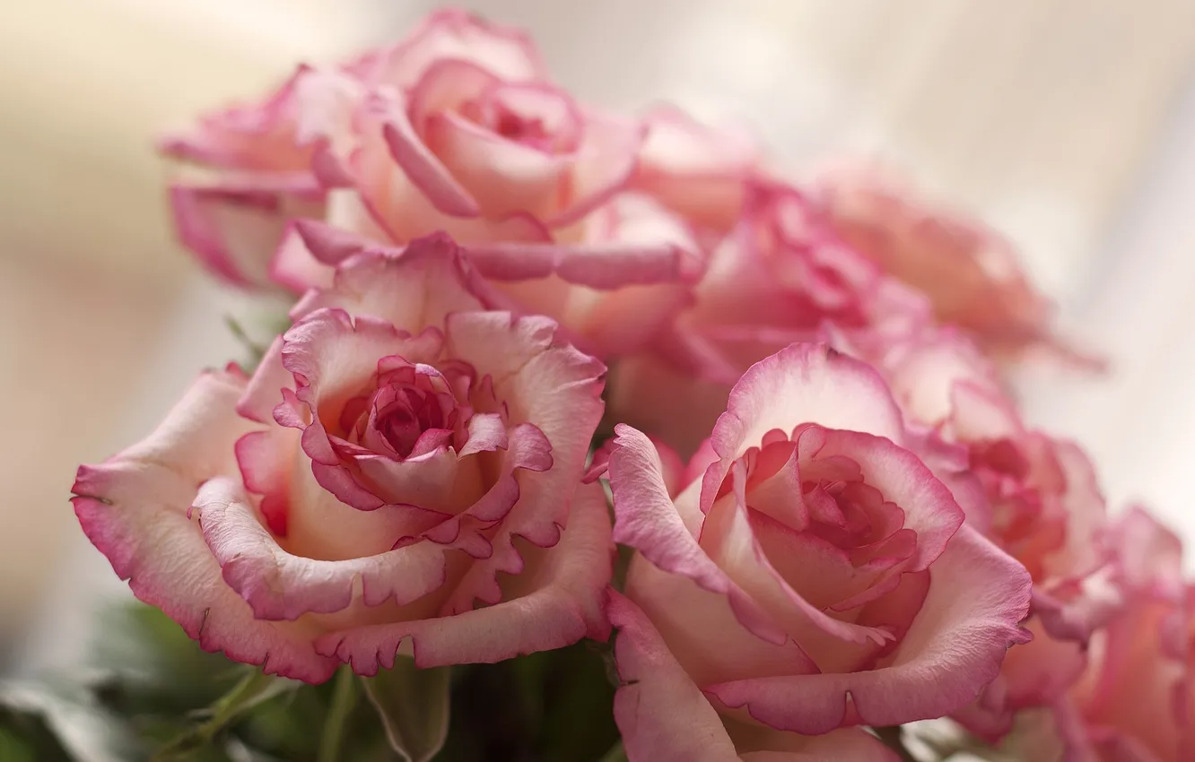 Photo wallpaper flowers, roses, petals