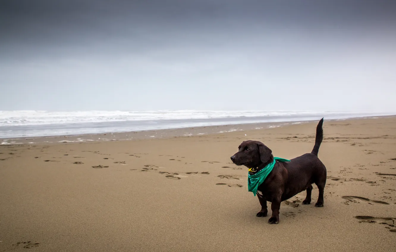 Photo wallpaper sea, each, dog