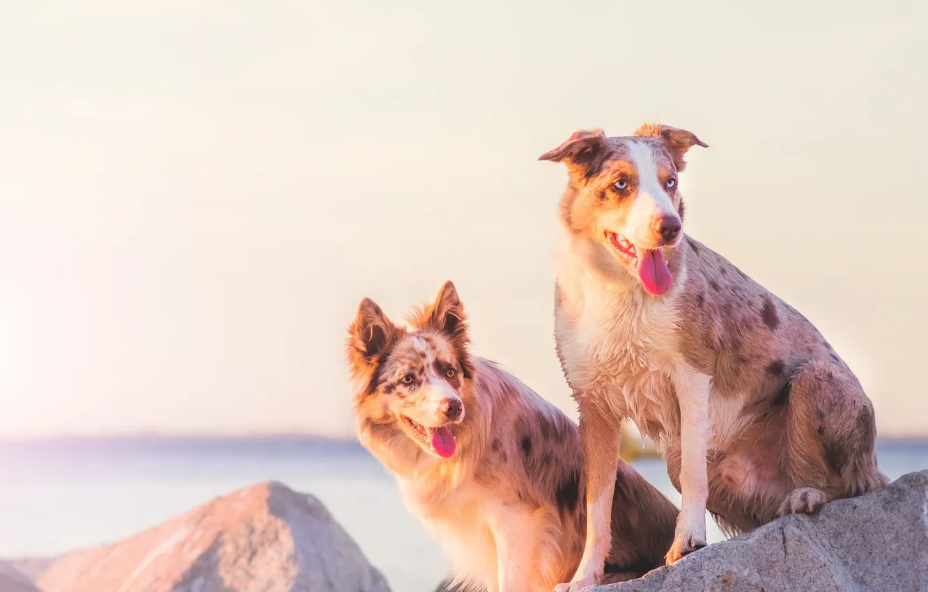 Photo wallpaper background, each, dog