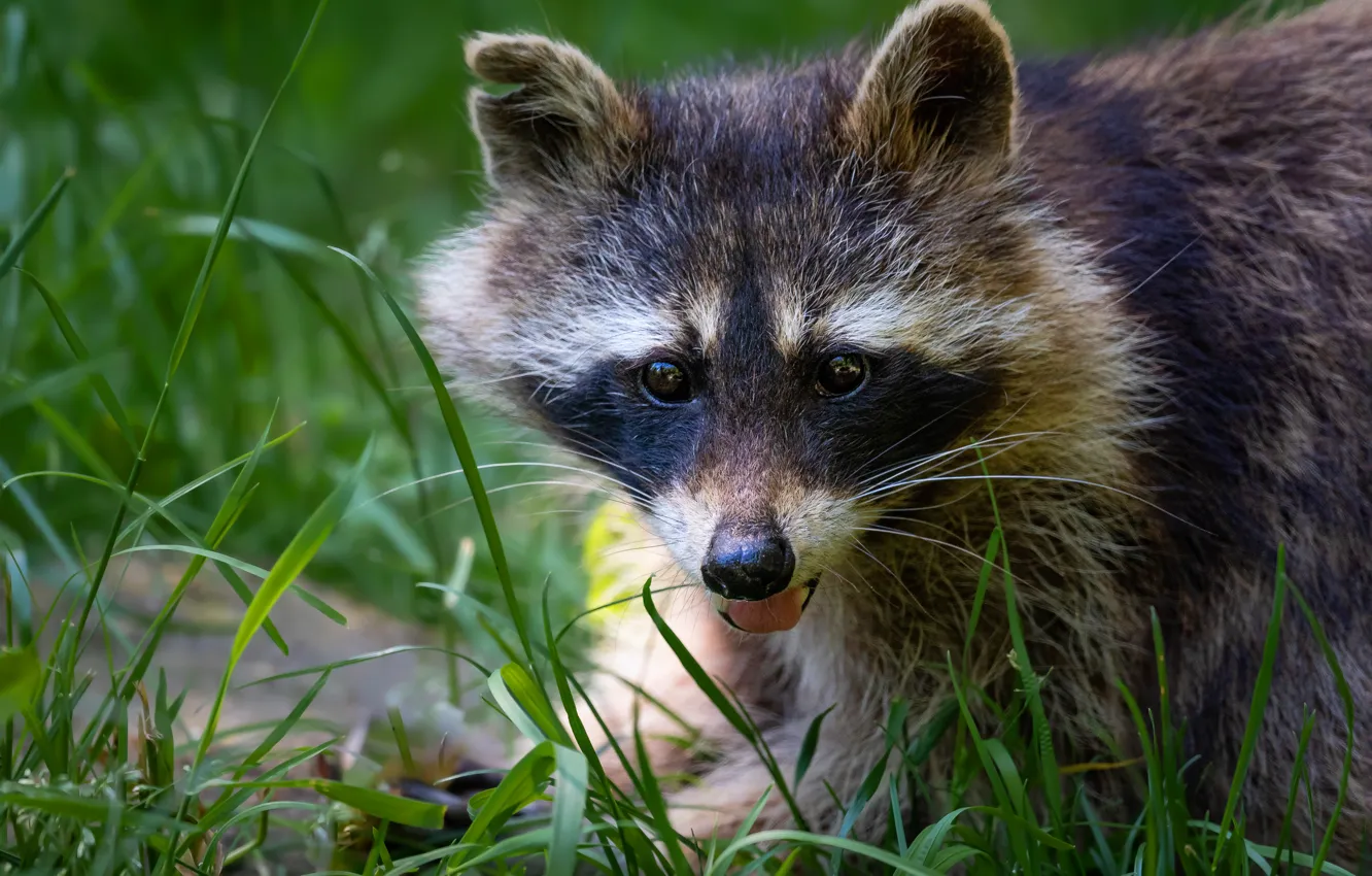 Photo wallpaper language, grass, look, nature, portrait, raccoon, face