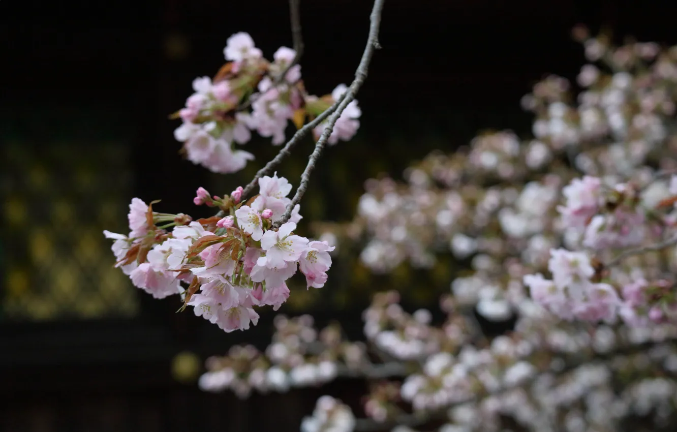Photo wallpaper Japan, blurred background, Sakura, flowering in the spring
