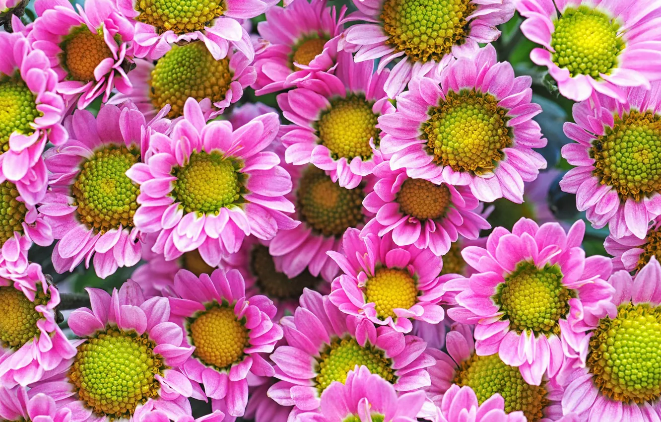 Photo wallpaper petals, pink, chrysanthemum, a lot