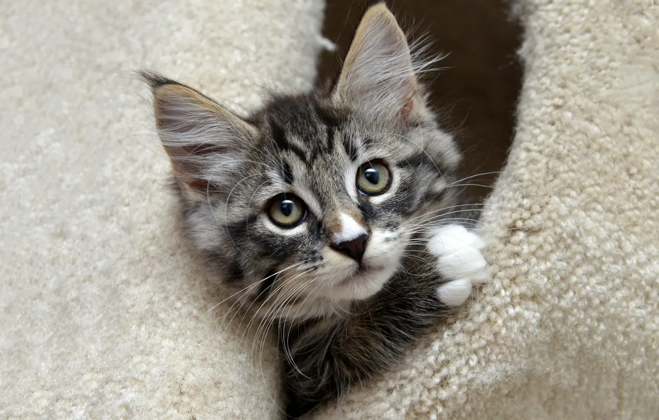 Photo wallpaper cat, kitty, grey, portrait, muzzle, cute, fur, house