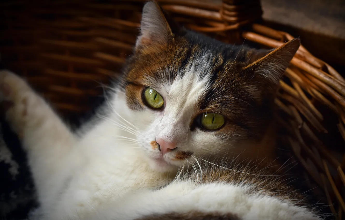 Photo wallpaper cat, cat, face, portrait, lies, basket, green eyes, spotted
