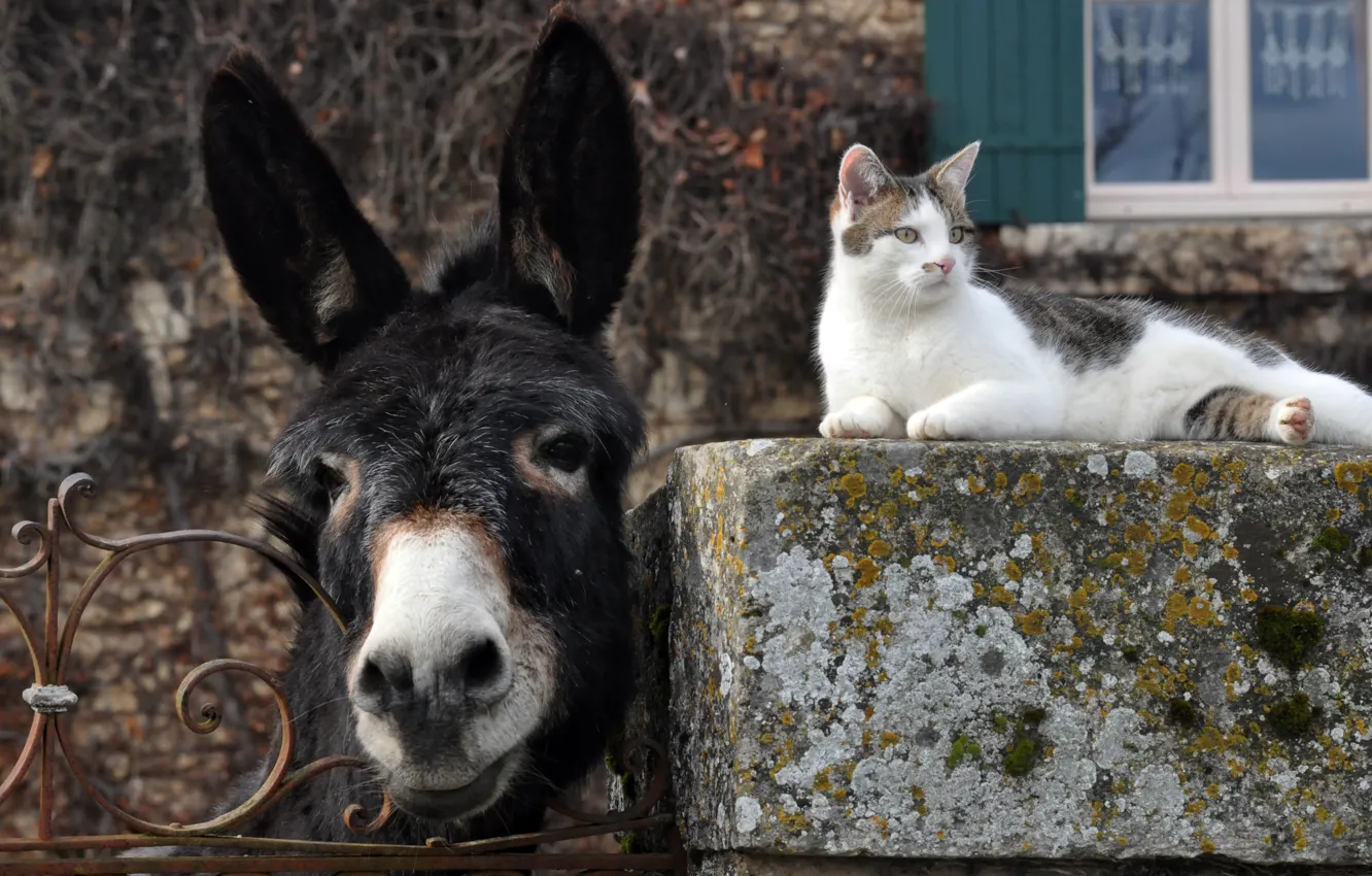 Photo wallpaper cat, face, the fence, donkeys