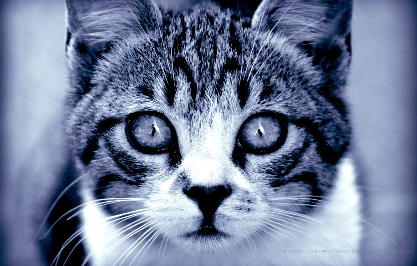 Photo wallpaper eyes, look, predator, Cat