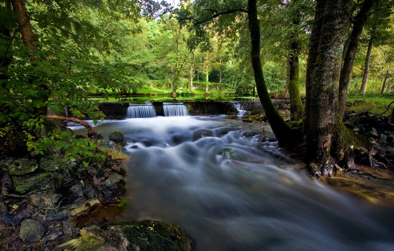 Photo wallpaper forest, summer, trees, lake, stream, stones, moss
