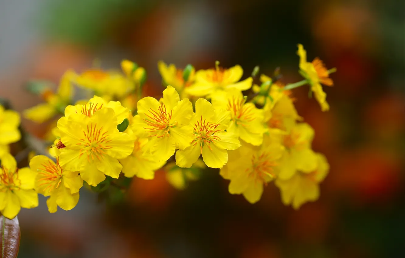 Photo wallpaper yellow, blossom, flowers, Macro