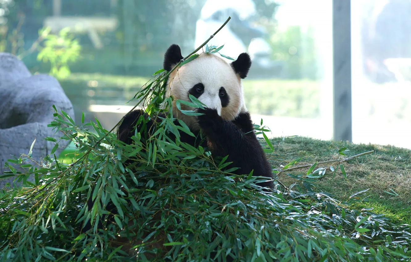 Photo wallpaper look, face, leaves, light, branches, nature, pose, bamboo