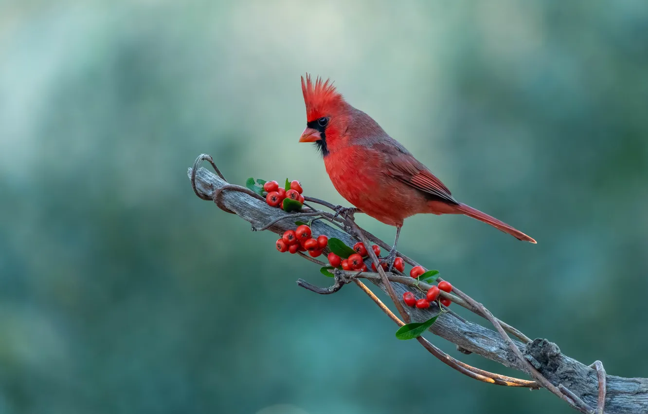 Photo wallpaper branches, red, berries, bird, fruit, green background, Rowan, bitches
