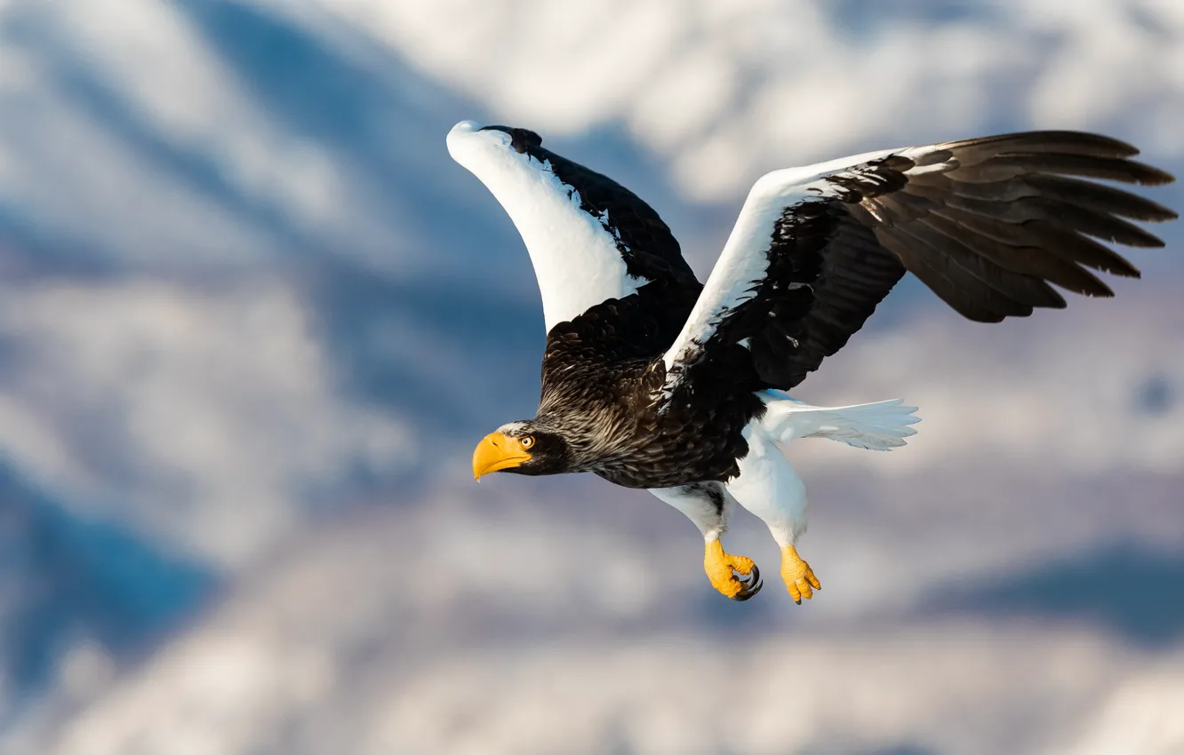 Photo wallpaper flight, mountains, bird, eagle, wings, predator, predatory, the scope
