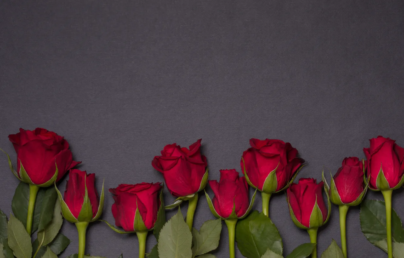 Photo wallpaper flowers, roses, red, red, buds, flowers, romantic, roses