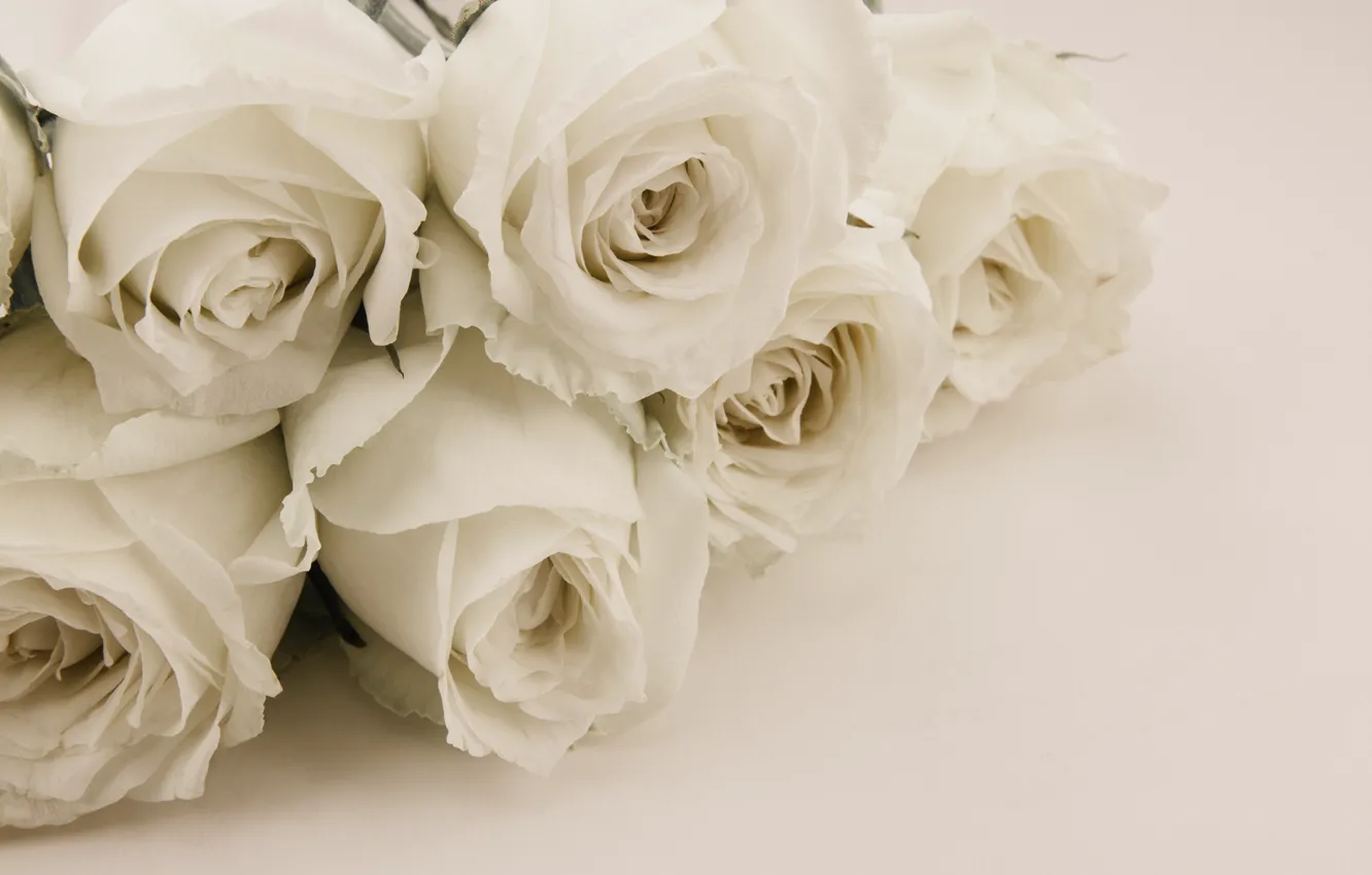 Photo wallpaper flowers, background, roses, buds