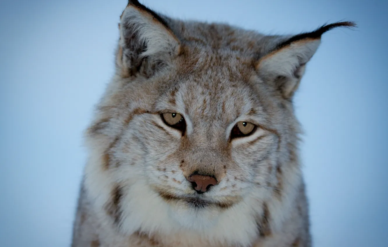 Photo wallpaper look, muzzle, lynx, blue background, brooding