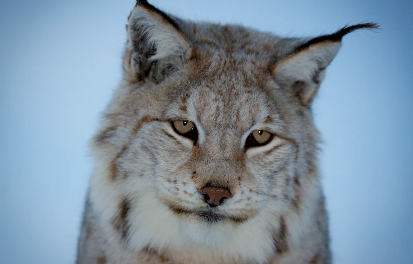 Photo wallpaper look, muzzle, blue background, brooding, Lynx