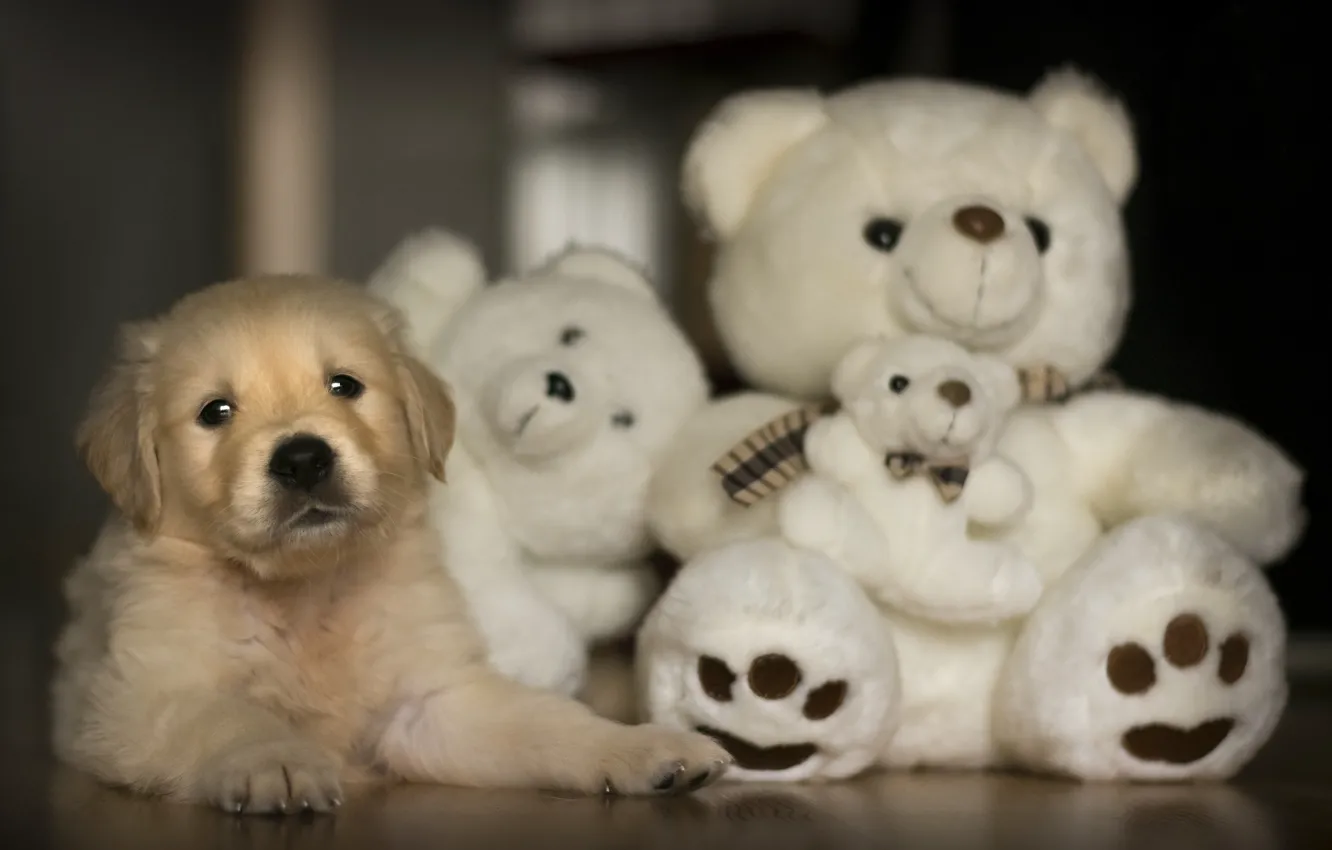 Photo wallpaper toy, bear, puppy, Labrador