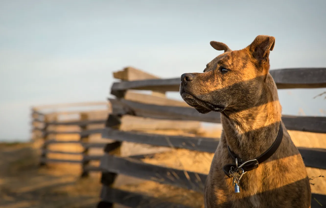 Photo wallpaper look, each, dog