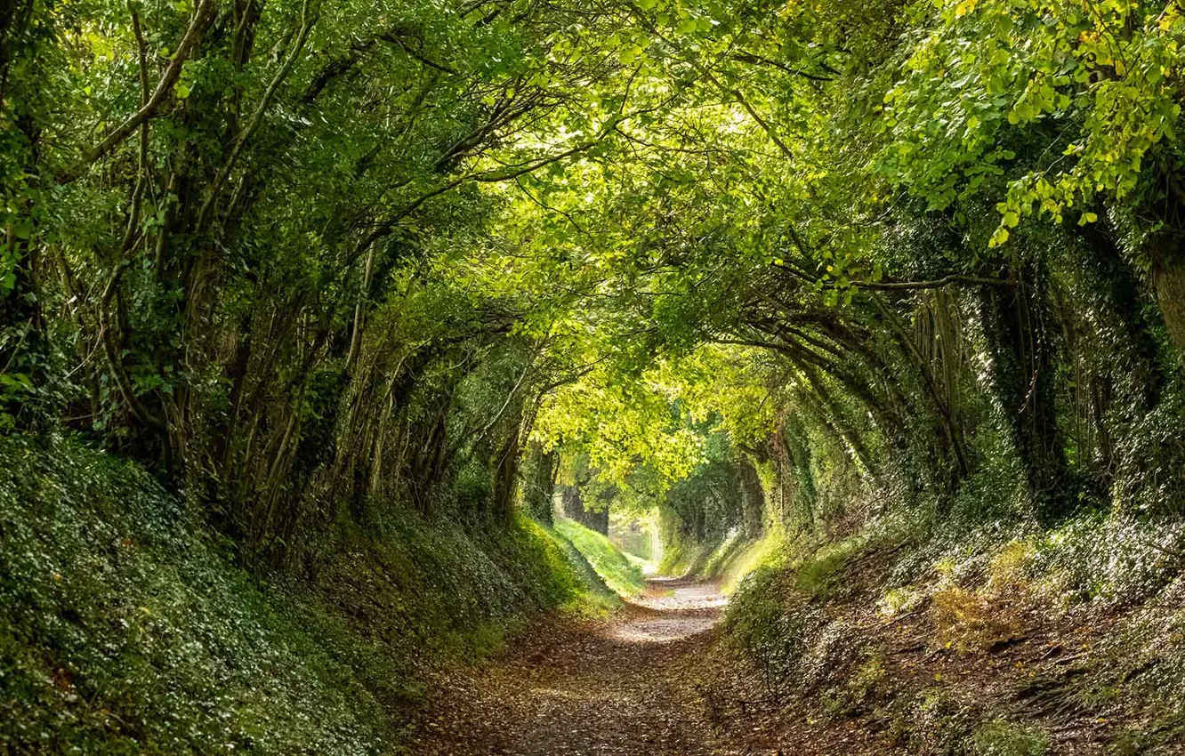 Photo wallpaper trees, the tunnel, Chichester, West Sussex, Halnaker, England.