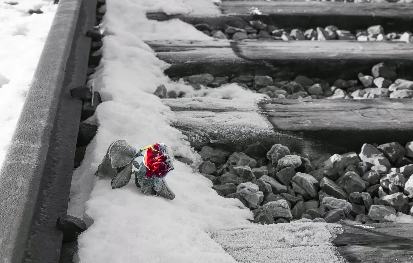 Photo wallpaper flower, snow, rose, railroad