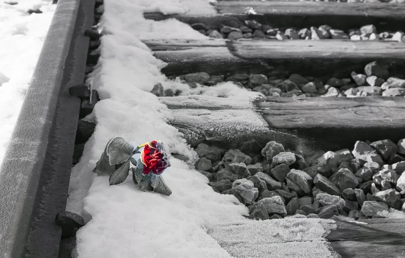 Photo wallpaper snow, flowers, roses, railroad