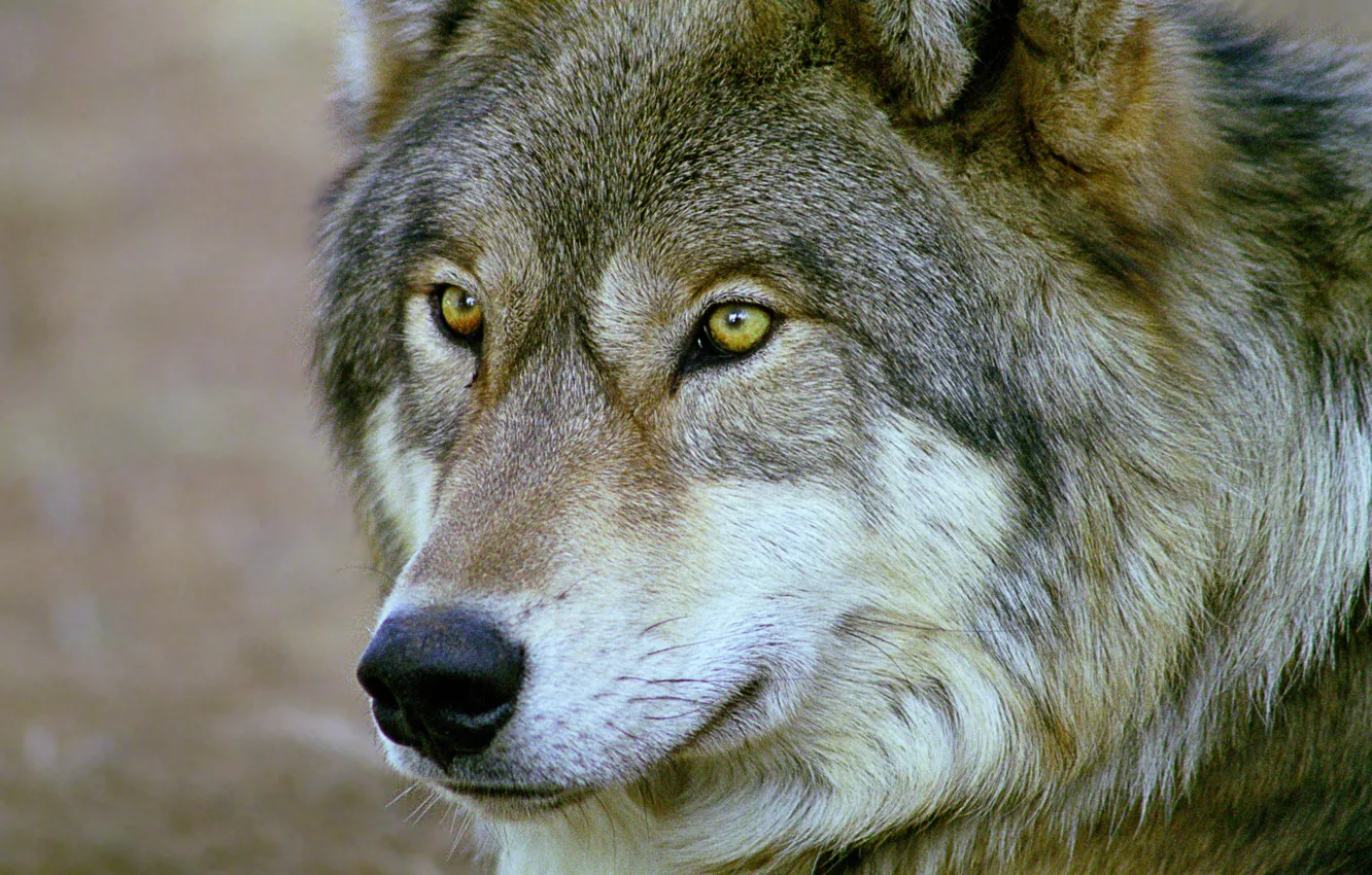 Photo wallpaper eyes, look, face, Wolf