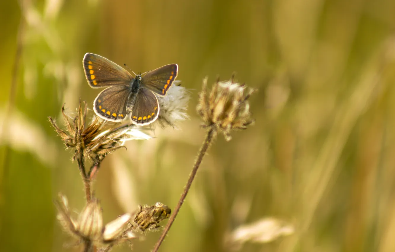 Photo wallpaper summer, grass, macro, nature, background, Wallpaper, butterfly, wings