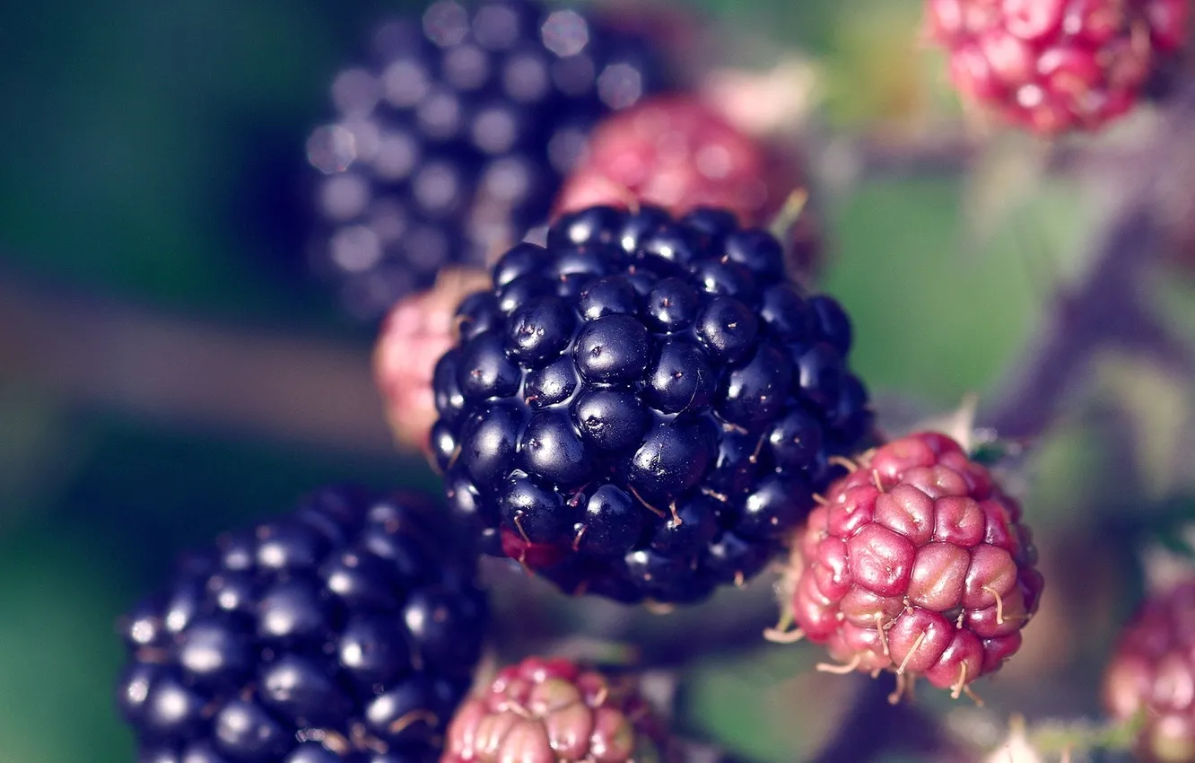 Photo wallpaper berry, grass, sky, blue