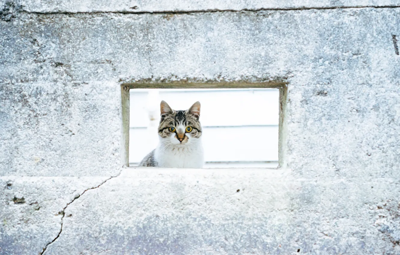 Photo wallpaper cat, look, wall, Koshak, Tomcat