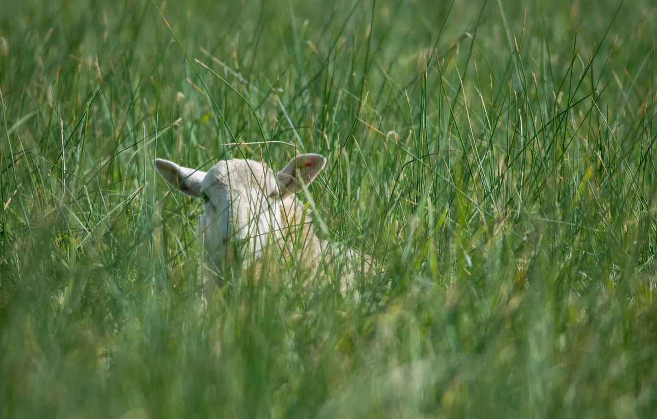 Photo wallpaper grass, face, sheep, meadow, ears