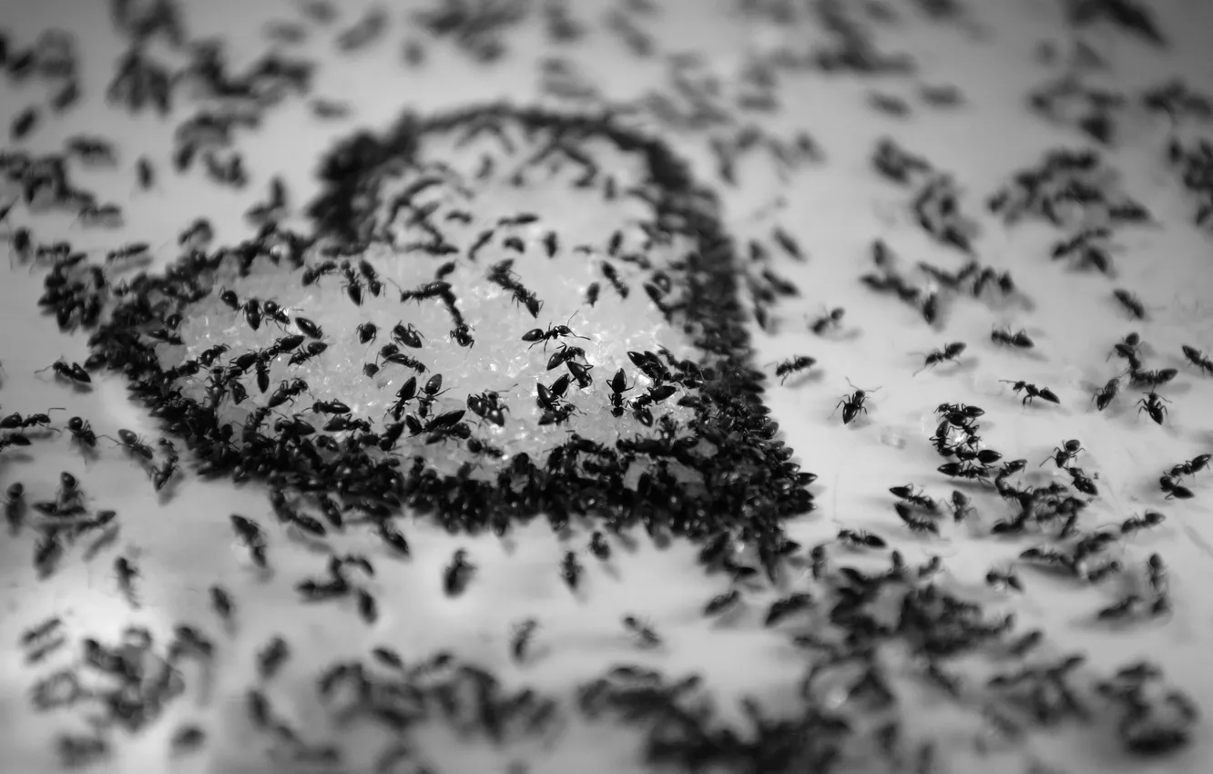 Photo wallpaper background, heart, ants, hearts