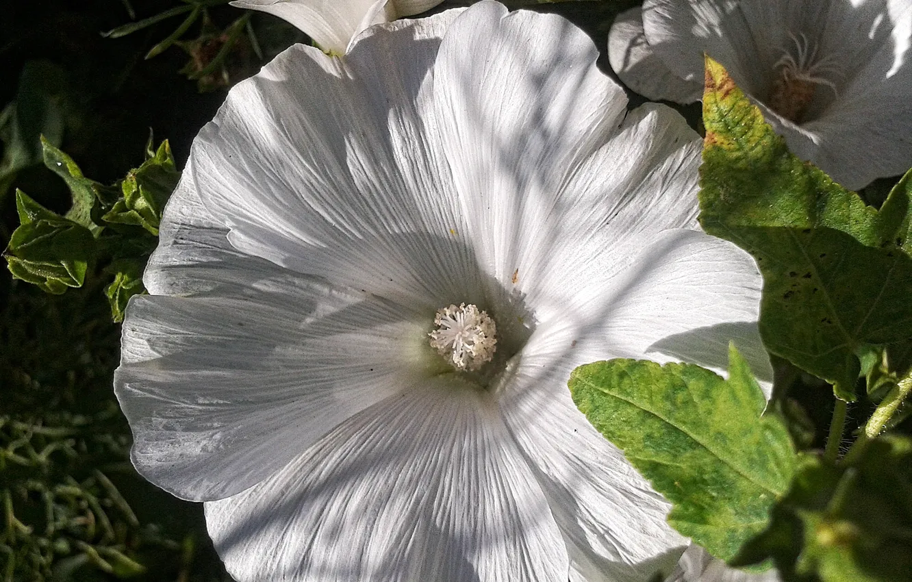 Photo wallpaper white, macro, flowers