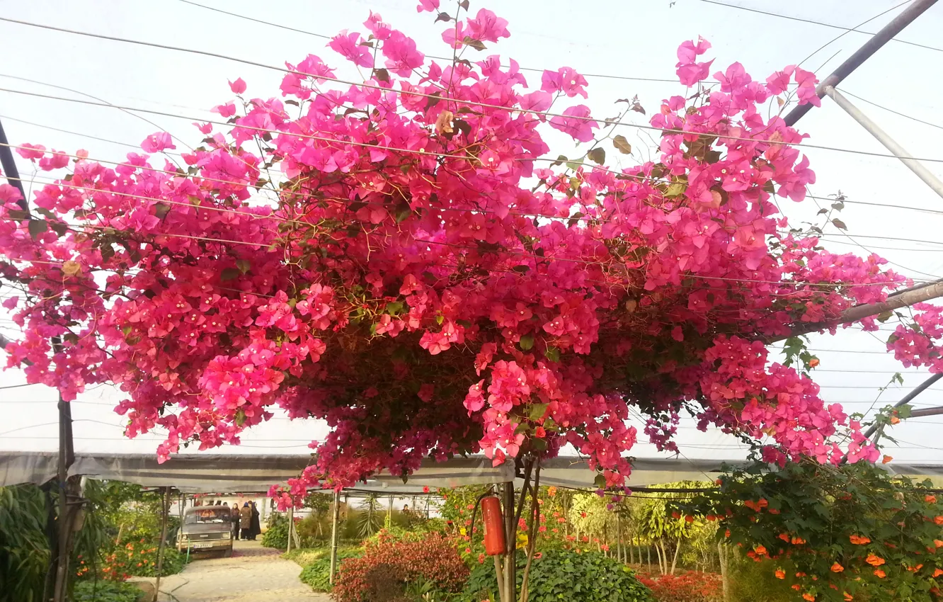 Photo wallpaper flower, pink, Iran, chadegan