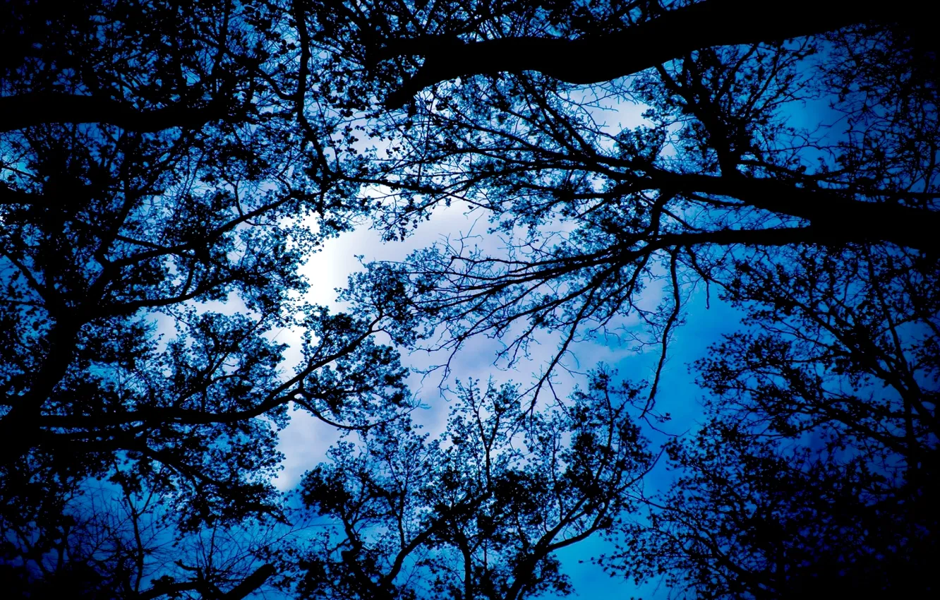Photo wallpaper the sky, leaves, clouds, branches, Trees