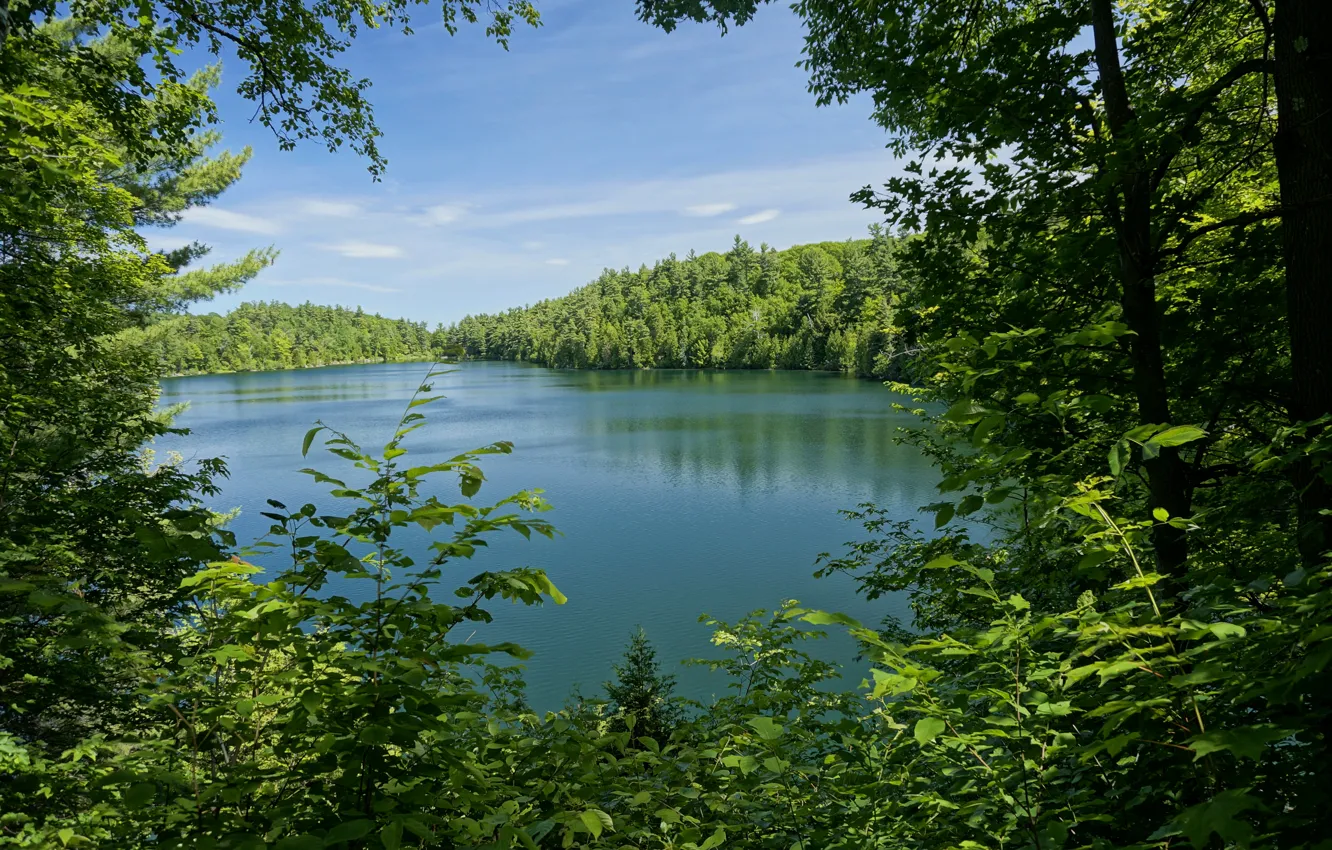 Photo wallpaper greens, forest, leaves, trees, branches, lake, Park, Canada