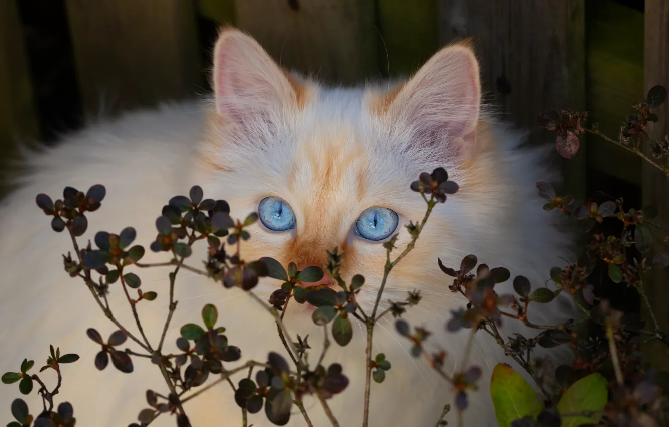 Photo wallpaper cat, cat, look, leaves, kitty, Board, the fence, portrait