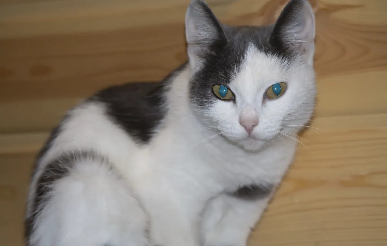 Photo wallpaper cat, Tomcat, kitty