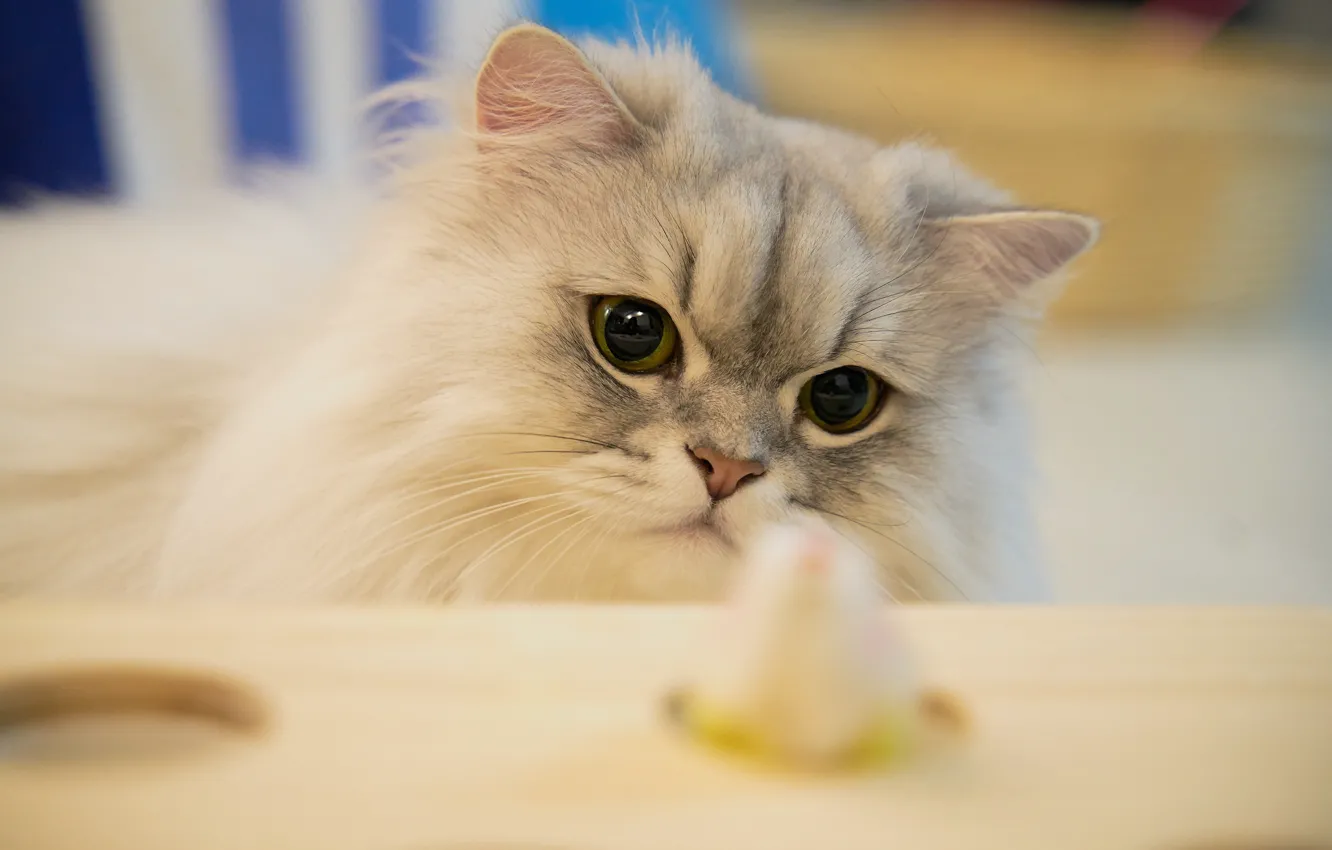 Photo wallpaper cat, white, cat, look, table, food, light, fluffy