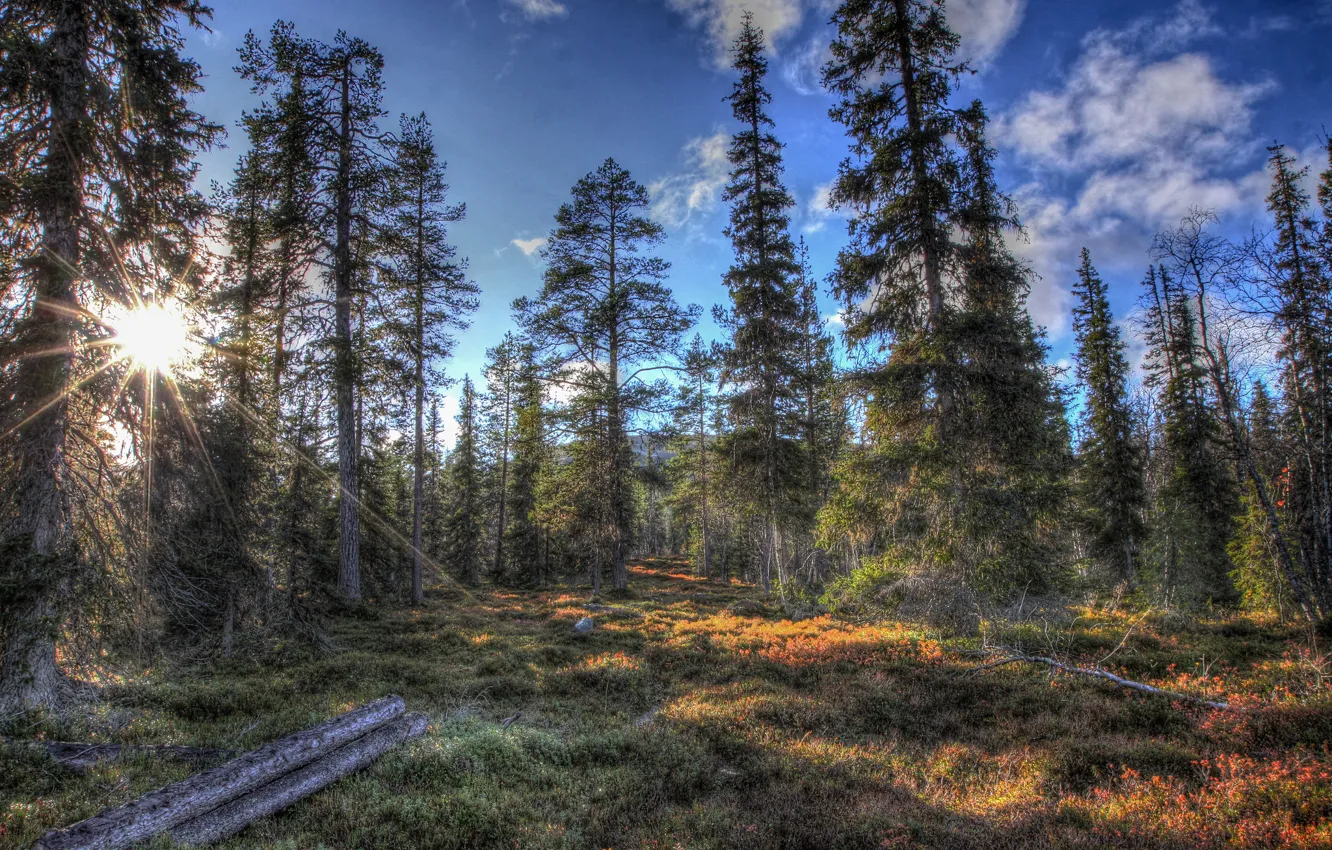 Photo wallpaper forest, the sun, trees, nature, HDR, ate